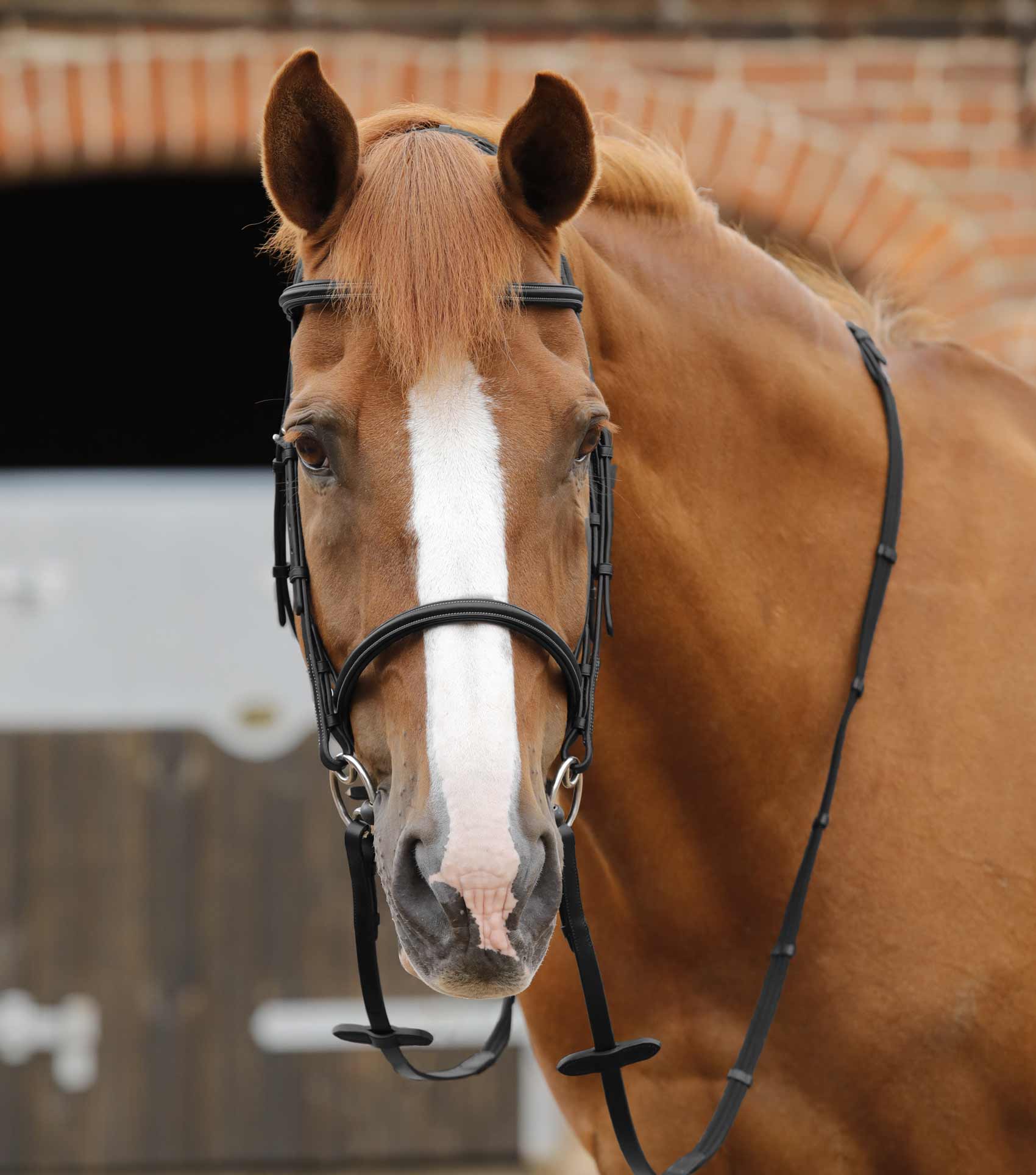 Premier Equine Caloveto Web Reins