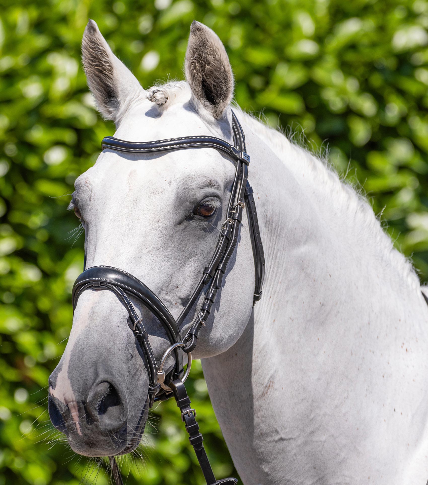 Premier Equine Cassano Snaffle Bridle Black