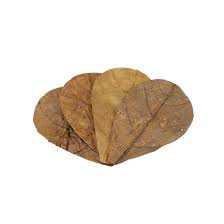 Catappa Leaves 10 Pack - Fish Tank Decorations - Default Title
