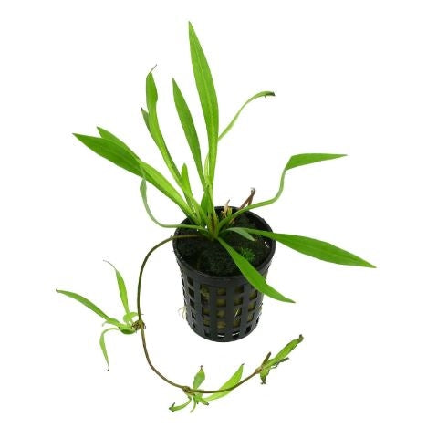 Chain Sword Live Plant (Helanthium Latifolius) - Live Fish & Plants 