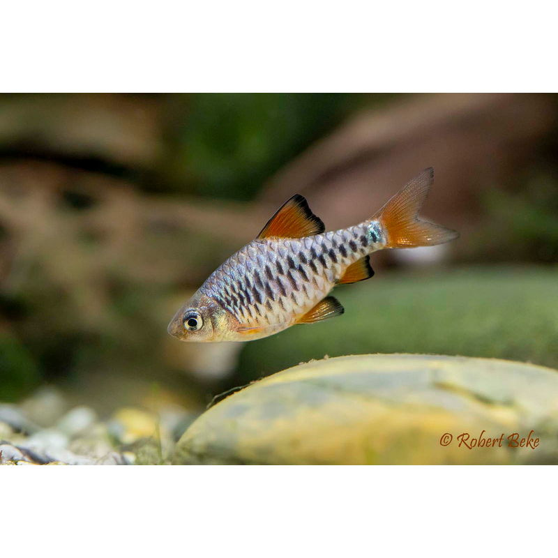 Checkered Barb (Oliotius oligolepis) - Live Fish & Plants - Default Title