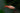 Cherry Barb (Puntius titteya) - Live Fish & Plants - Default Title