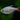 Columbian Tetra (Hyphessobrycon columbianus) - Live Fish & Plants - Default Title