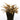 Crypt Axelrodi Live Plant (Cryptocoryne Axelrodi) - Live Fish & Plants 