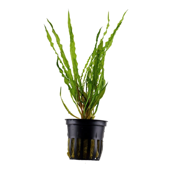 Crypt Crispatula Live Plant (Cryptocoryne Crispatula) - Live Fish & Plants 