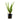 Crypt Crispatula Live Plant (Cryptocoryne Crispatula) - Live Fish & Plants 