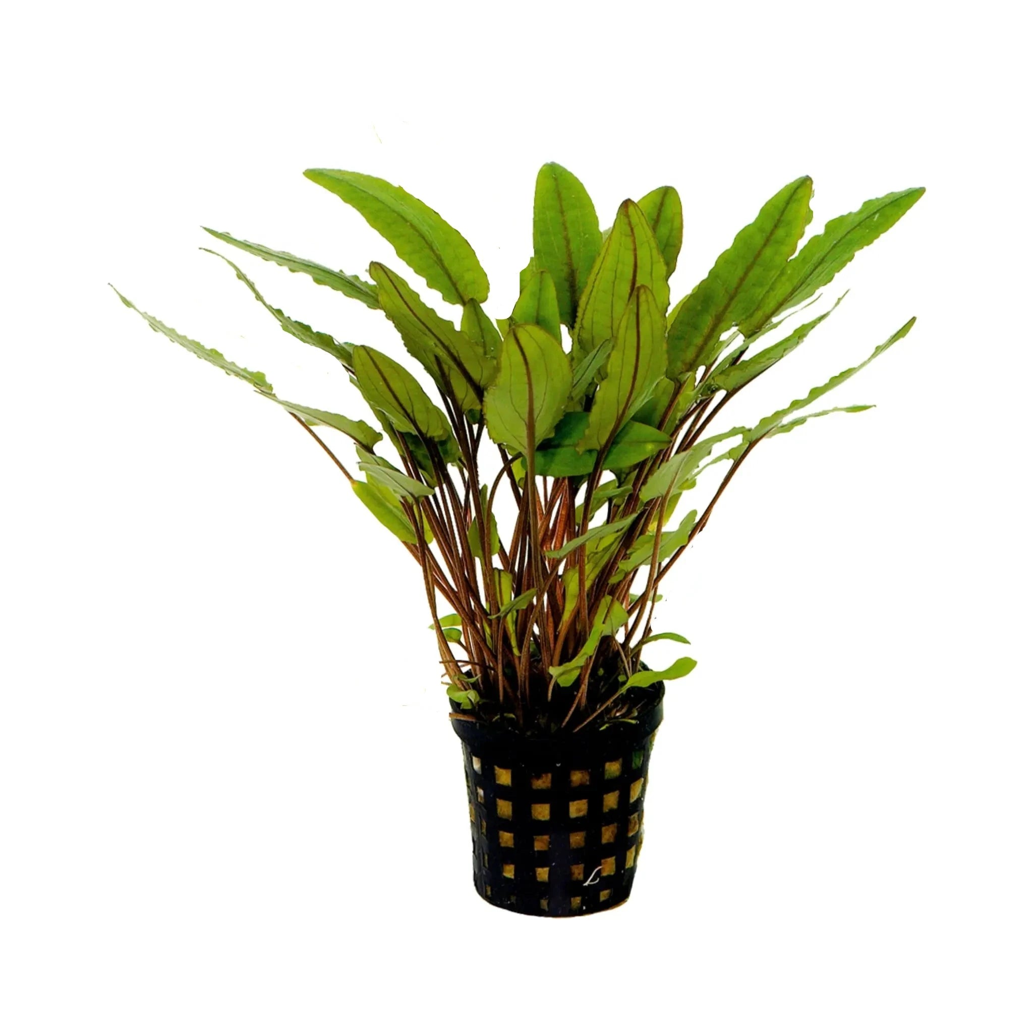 Crypt Petchii Live Plant (Cryptocoryne Petchii) - Live Fish & Plants 