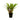 Crypt Petchii Live Plant (Cryptocoryne Petchii) - Live Fish & Plants 