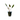 Crypt Petchii Live Plant (Cryptocoryne Beckettii Petchii) - Live Fish & Plants - Bunch-Potted