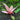 Crypt Pink Panther (Cryptocoryn wendtii - Pink Panther) - Live Fish & Plants - Bunch