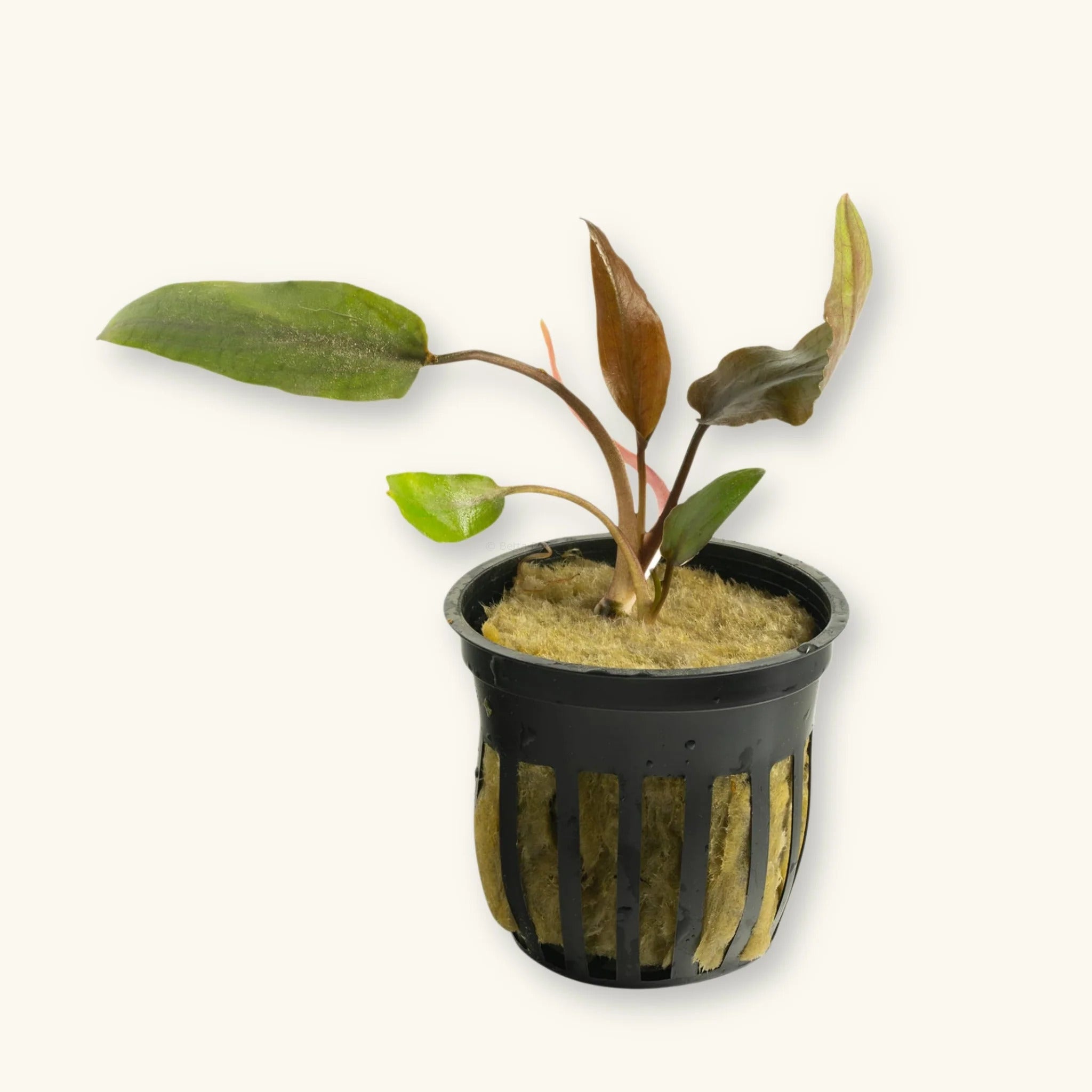 Crypt Undulata 'Broad Leaf' Live Plant (Cryptocoryne undulata broadleaf) - Live Fish & Plants - Potted