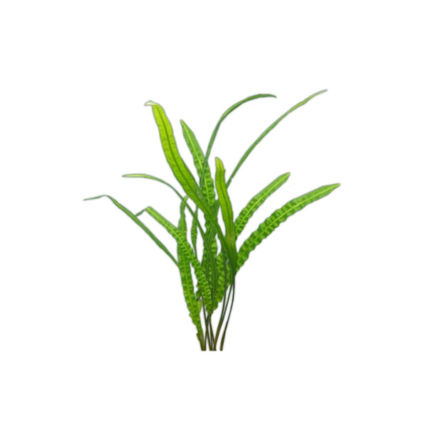 Crypt Balansae Live Plant (Cryptocoryne Balansae)