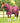 Premier Equine Domus 200g Combo Stable Rug