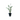 Beanstalk Live Plant (Rotala Rotundifolia) - Live Fish & Plants - Bunch-Potted