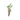 Beanstalk Live Plant (Rotala Rotundifolia) - Live Fish & Plants - Bunch-Potted