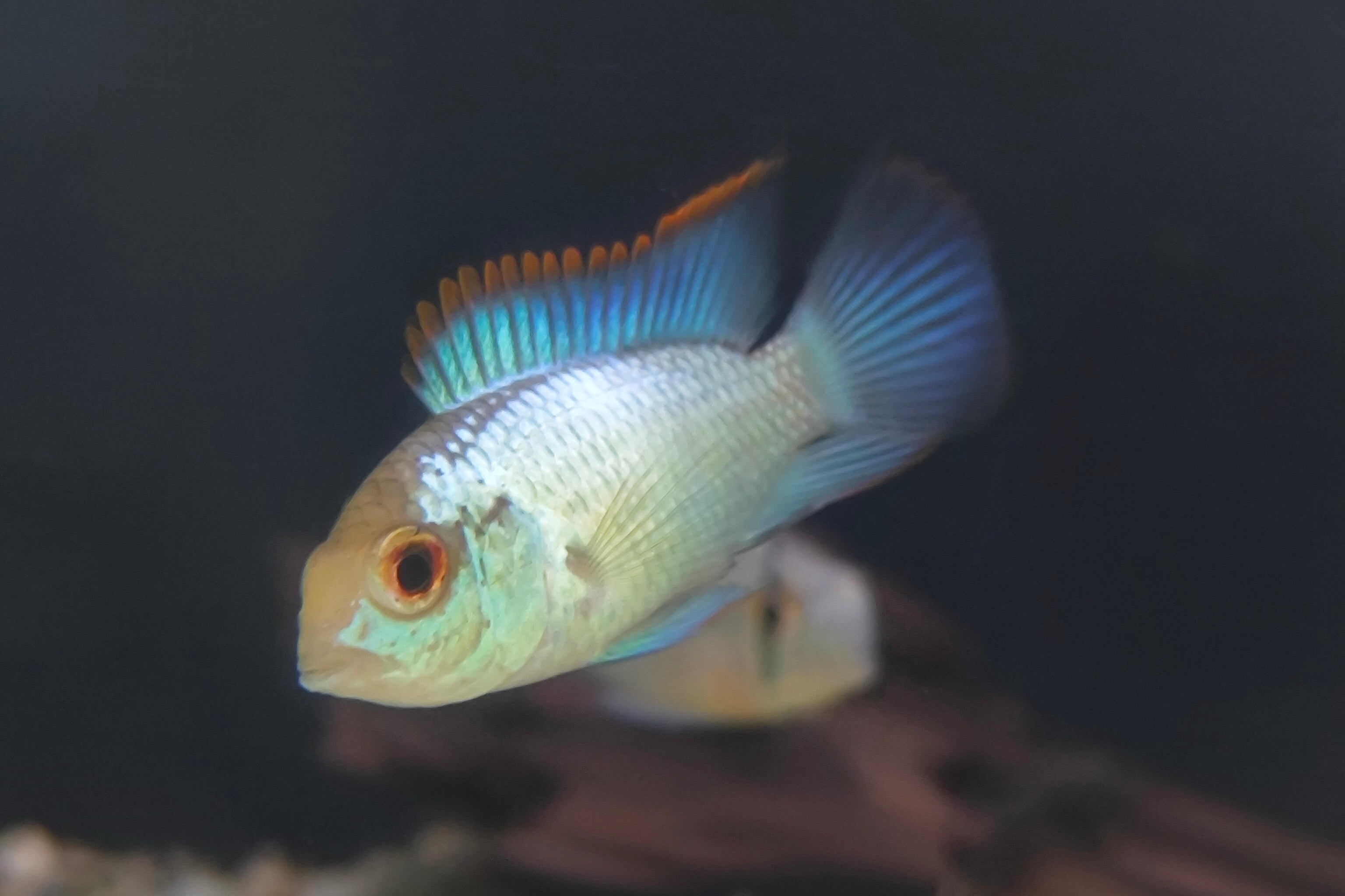 Electric Blue Acara (Andinoacara pulcher)