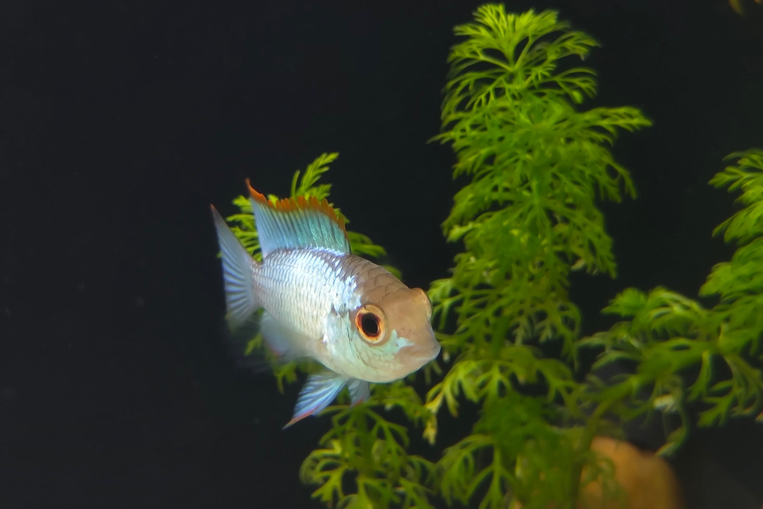 Electric Blue Acara (Andinoacara pulcher)