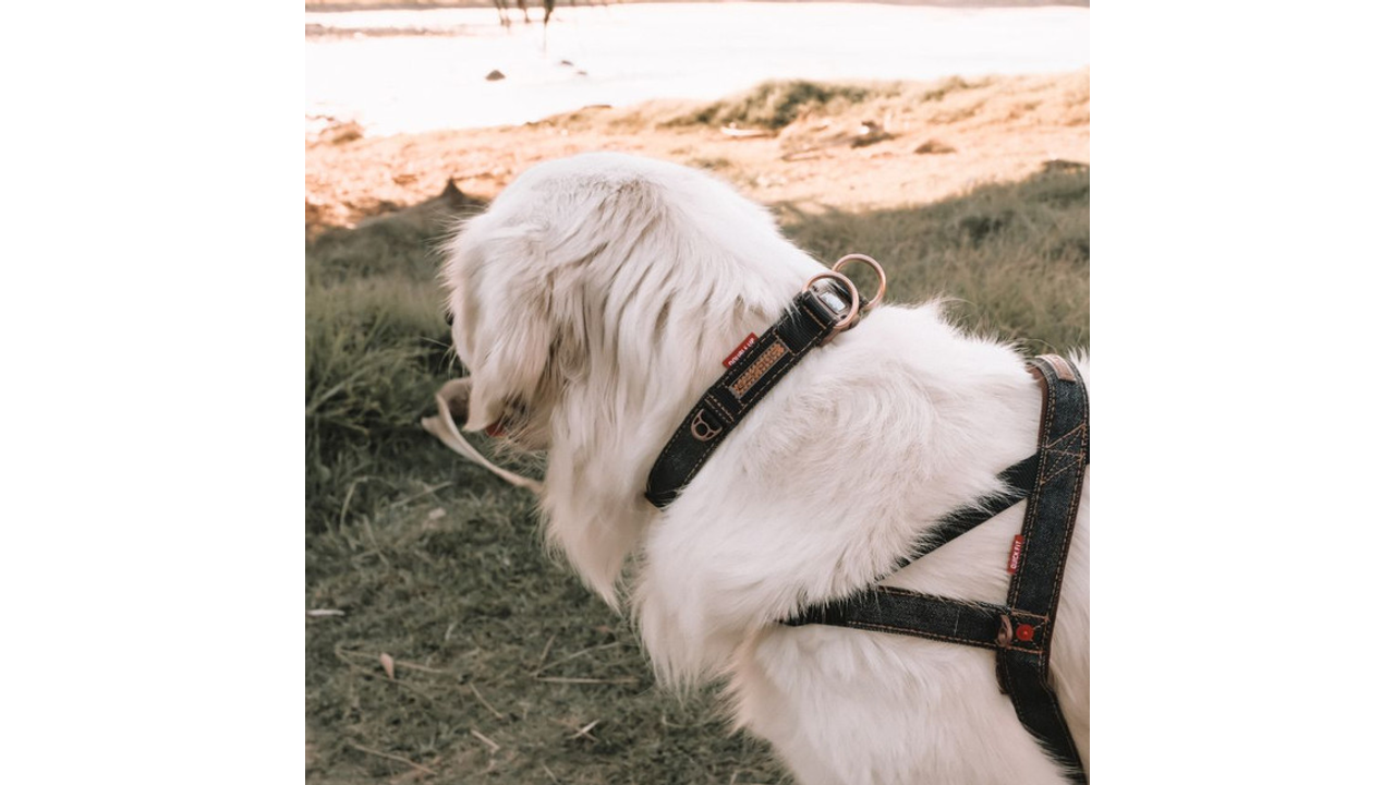 EzyDog Double Up Collar Black Denim - Dog Collars, Leashes & Harnesses 