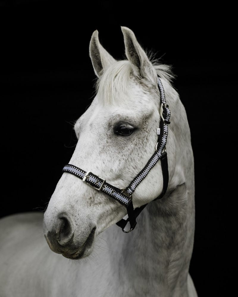 Flair Buck Stitched Halter - Equine Horse Wear - Black/Silver / Pony-Black/Silver / Cob-Black/Silver / Hack-Purple/Silver / Pony-Purple/Silver / Cob