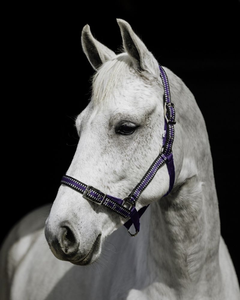 Flair Buck Stitched Halter - Equine Horse Wear - Black/Silver / Pony-Black/Silver / Cob-Black/Silver / Hack-Purple/Silver / Pony-Purple/Silver / Cob