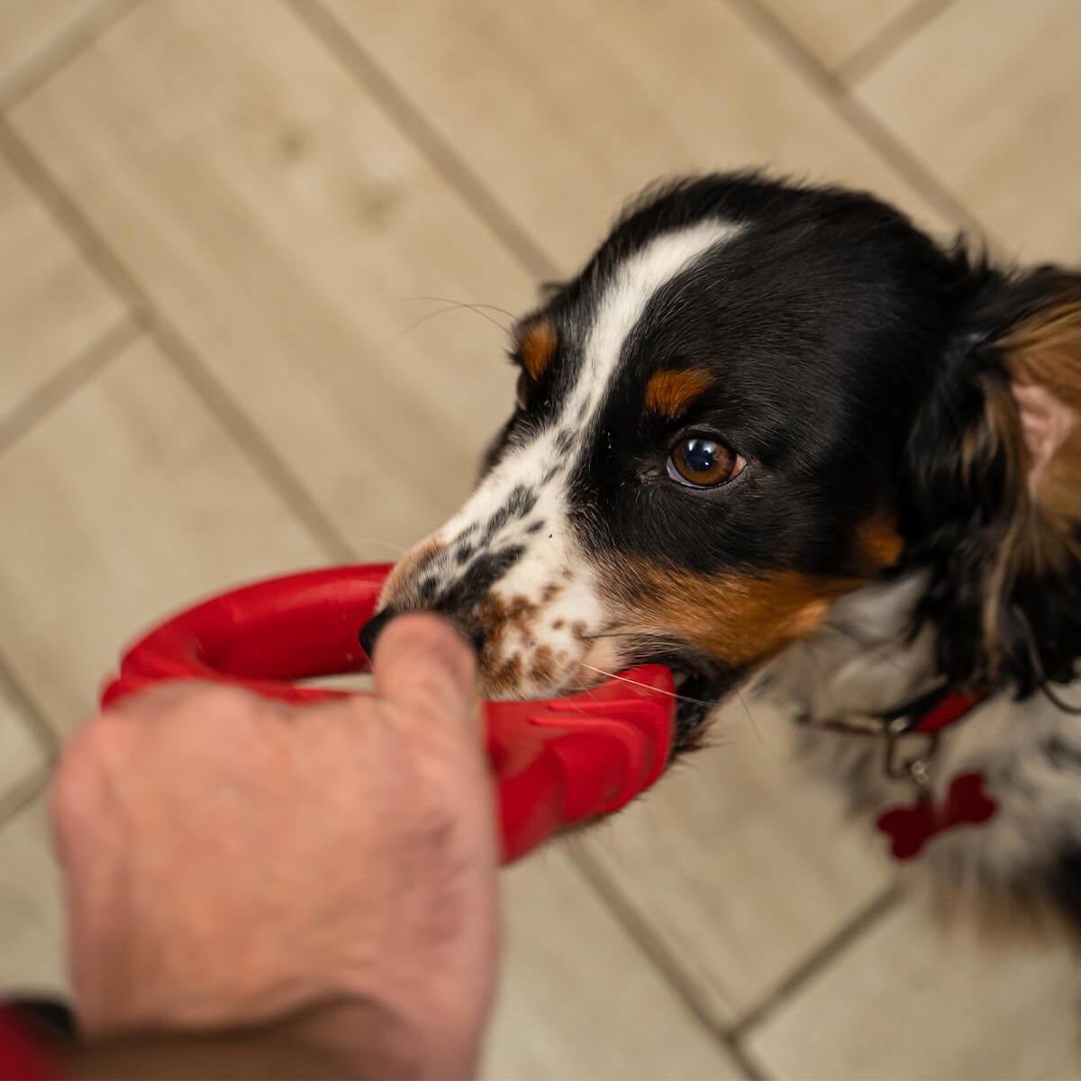 Frogg Tug Of Paw - Dog Toys - Default Title