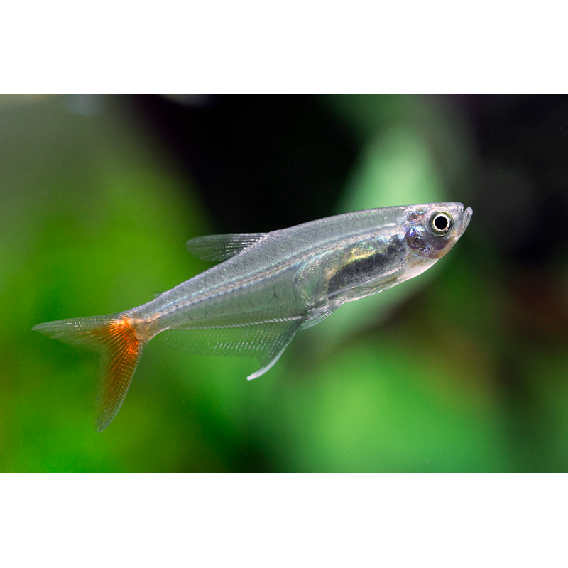Glass Bloodfin Tetra (Prionobrama filigera)