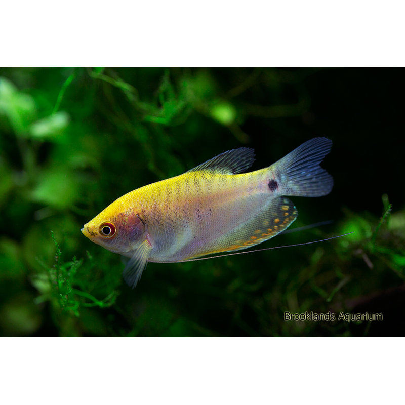 Gold Gourami (Trichopodus trichopterus)