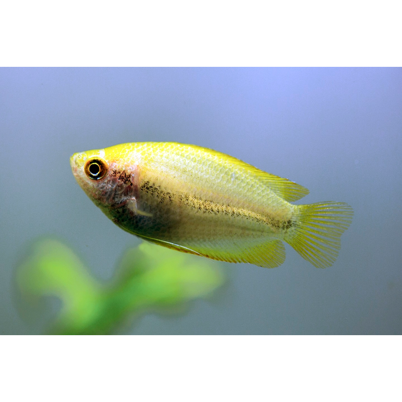 Gold Honey Dwarf Gourami (Trichogaster chuna)