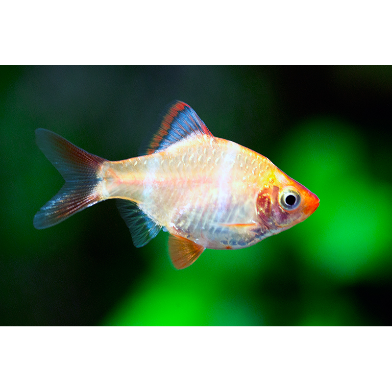 Gold Tiger Barb (Puntigrus tetrazona) - Live Fish & Plants - Default Title