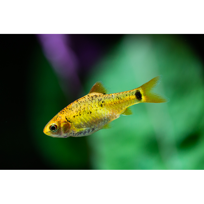 Golden Barb (Puntius sachsii) - Live Fish & Plants - Default Title