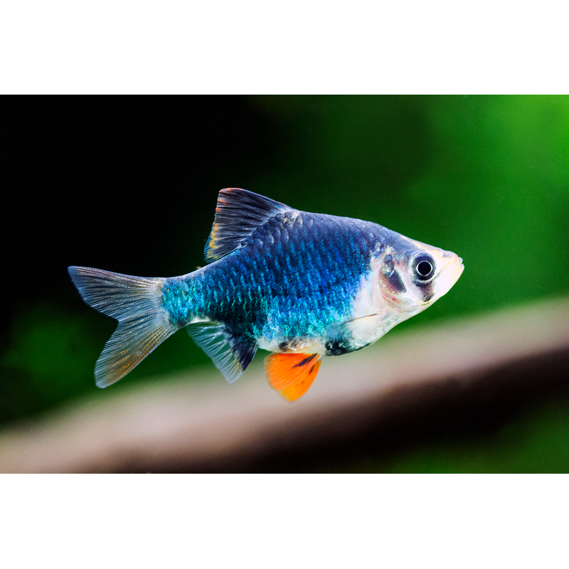 Green Tiger Barb (Puntigrus tetrazona) - Live Fish & Plants - Default Title