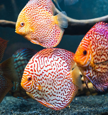 A bright picture of discus tropical fish