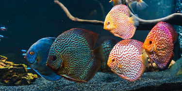 A bright picture of discus tropical fish