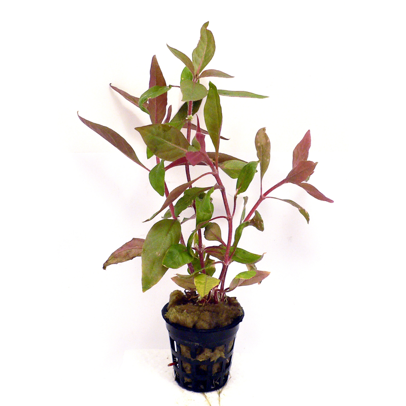 Hygrophila Red Live Plant (Alternanthera reineckii)