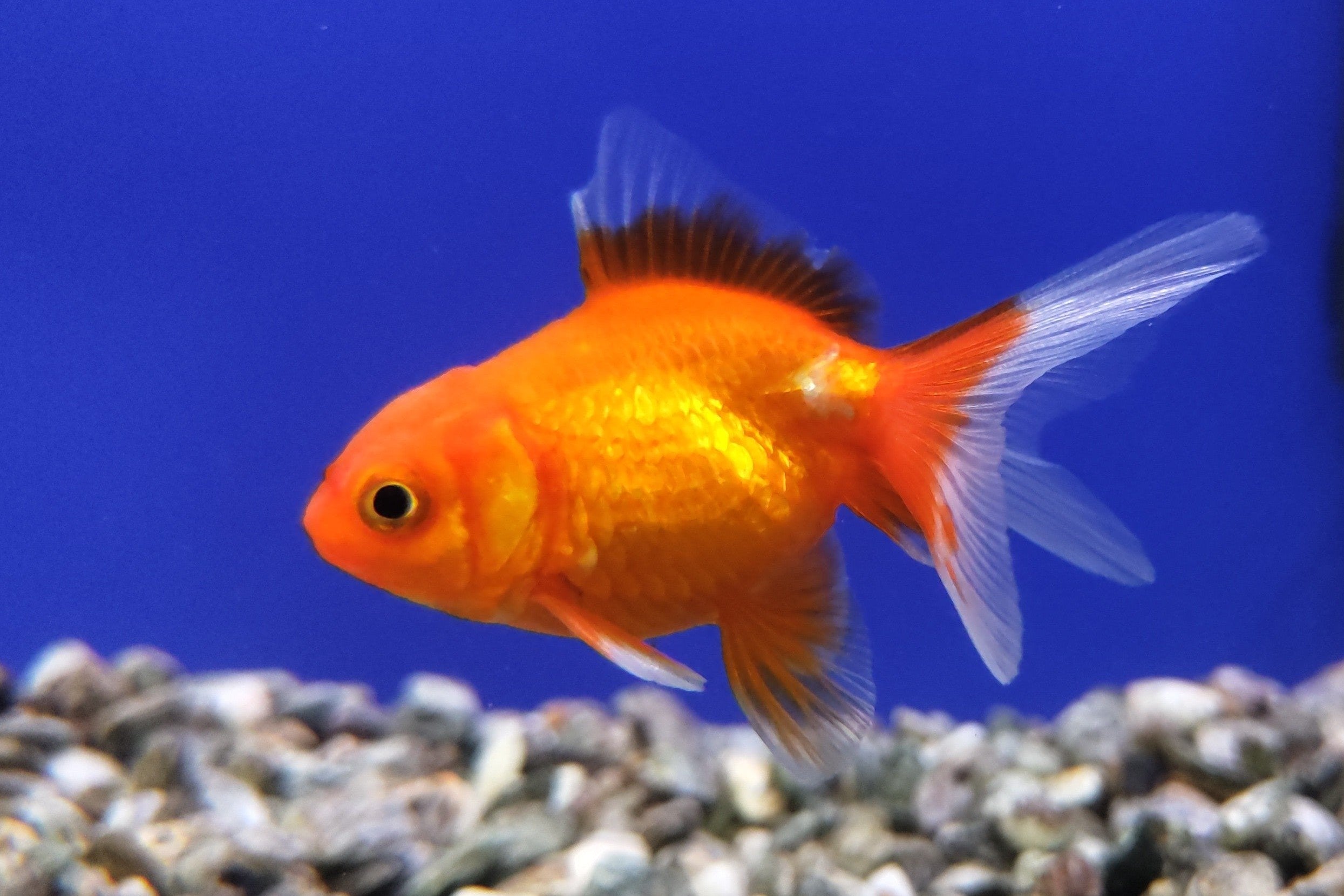 Assorted Fantail Goldfish