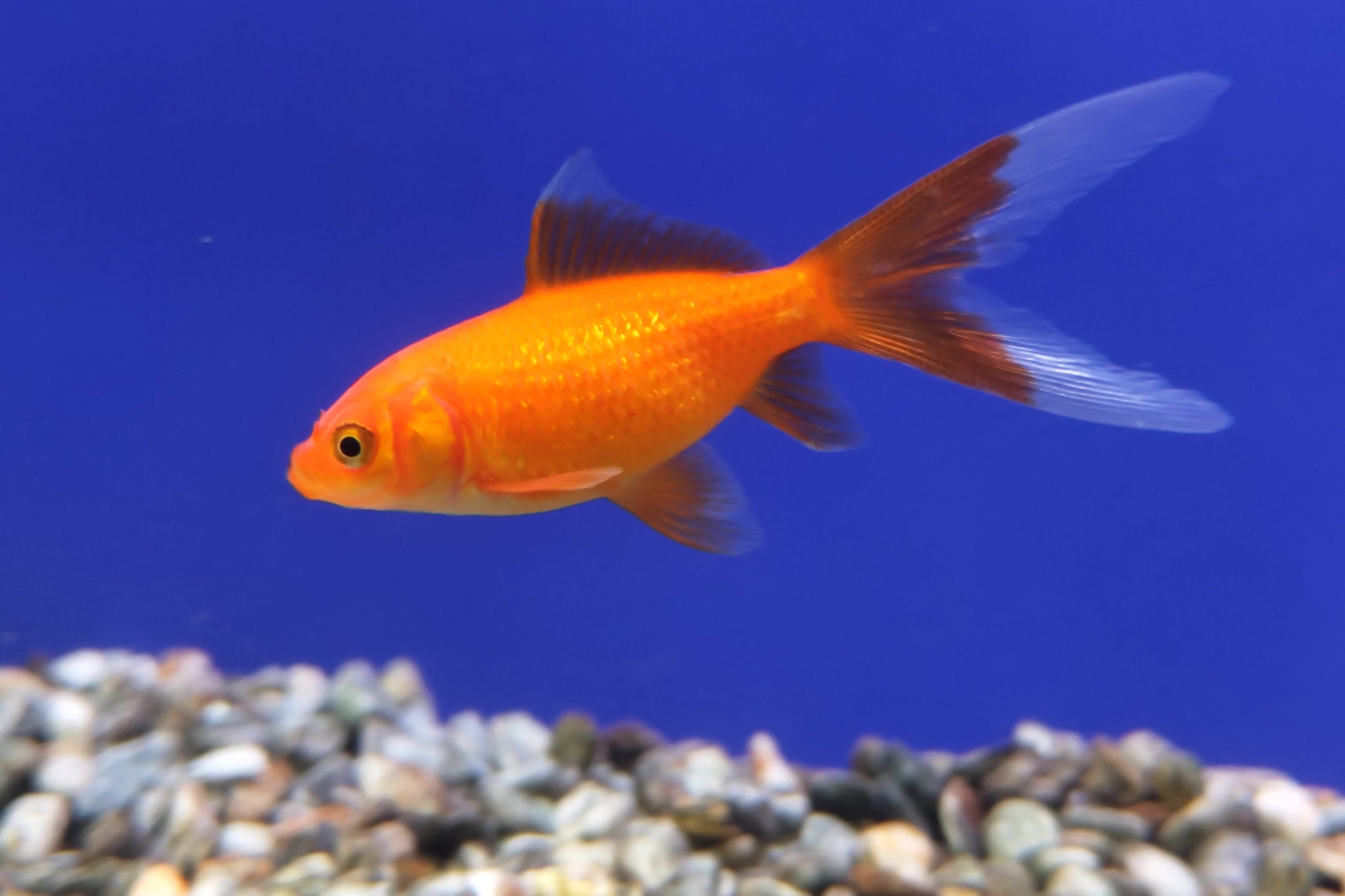 Assorted Comet Goldfish