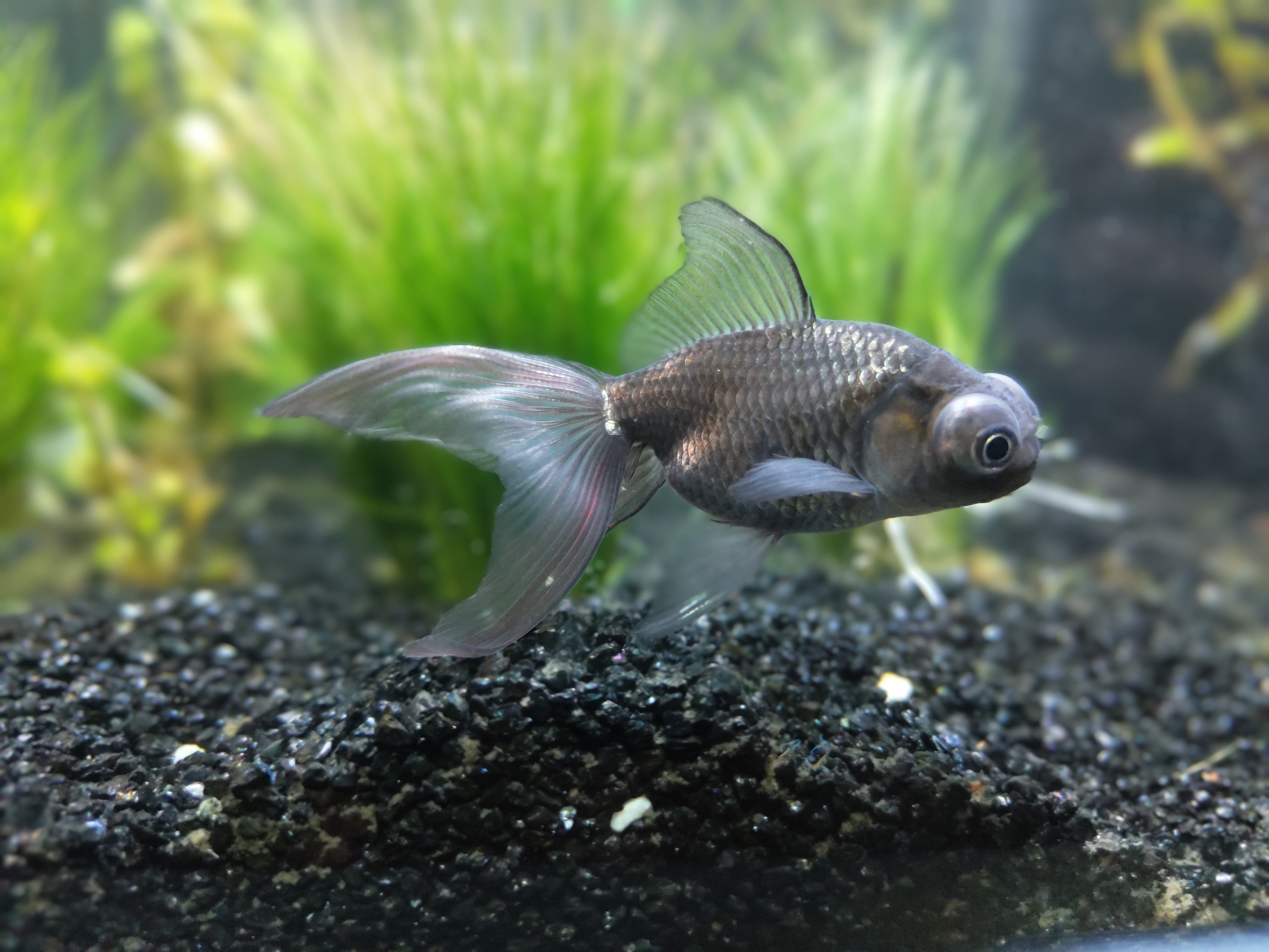 Assorted Globe Nymph Goldfish