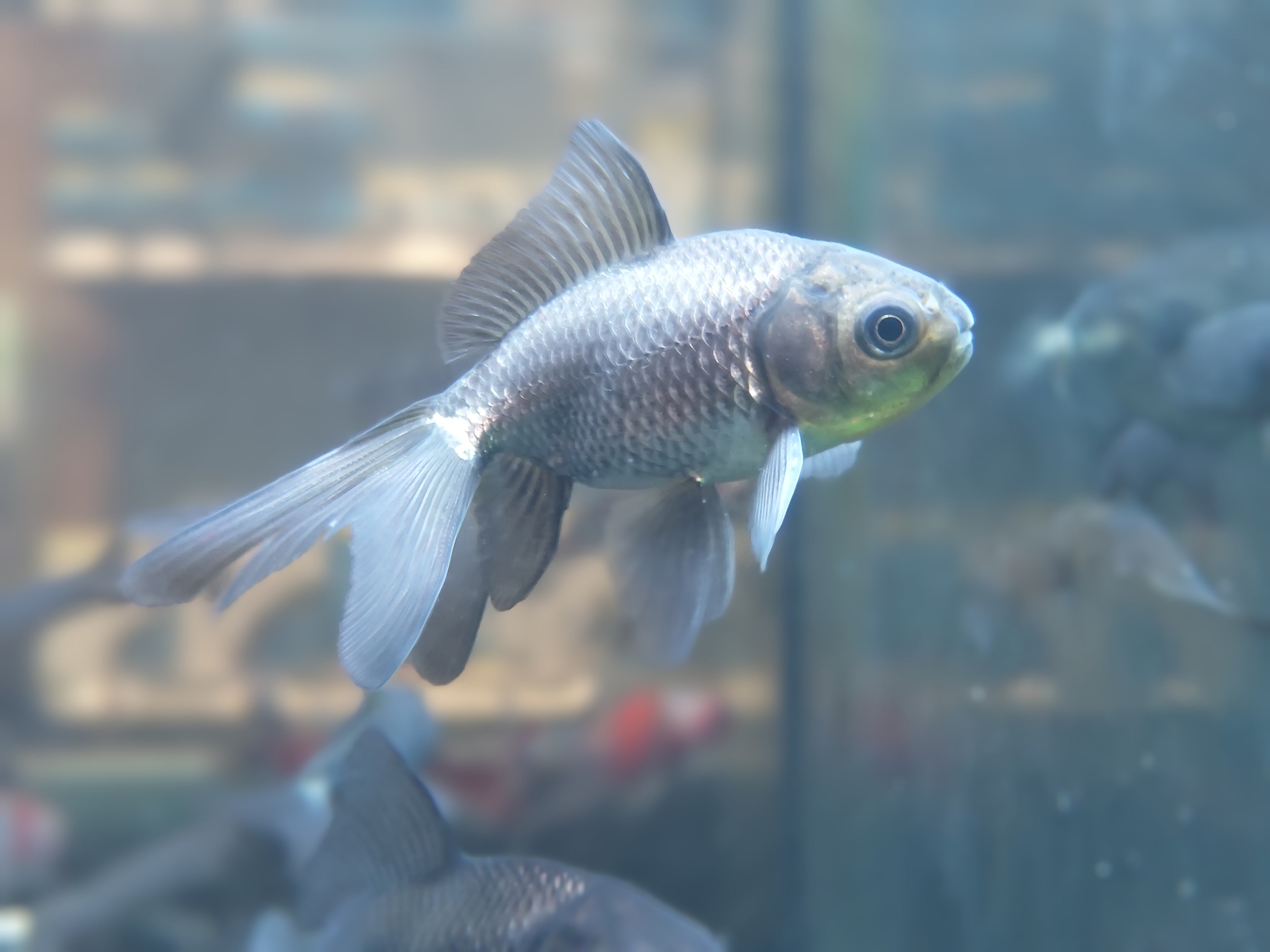 Blue Fantail Goldfish