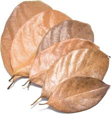 Jackfruit Leaves 10 Pack - Fish Tank Decorations - Default Title