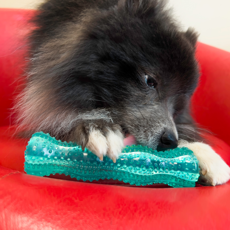 Kong Squeezz Dental Stick - Dog Toys - Default Title