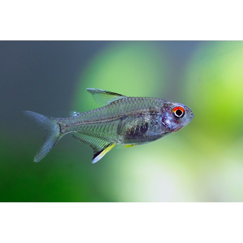 Lemon Tetra (Hyphessobrycon pulchripinnis)