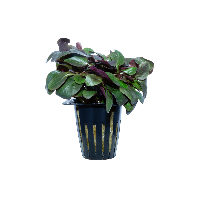 Lobelia Cardinalis Live Plant (Lobelia Cardinalis)