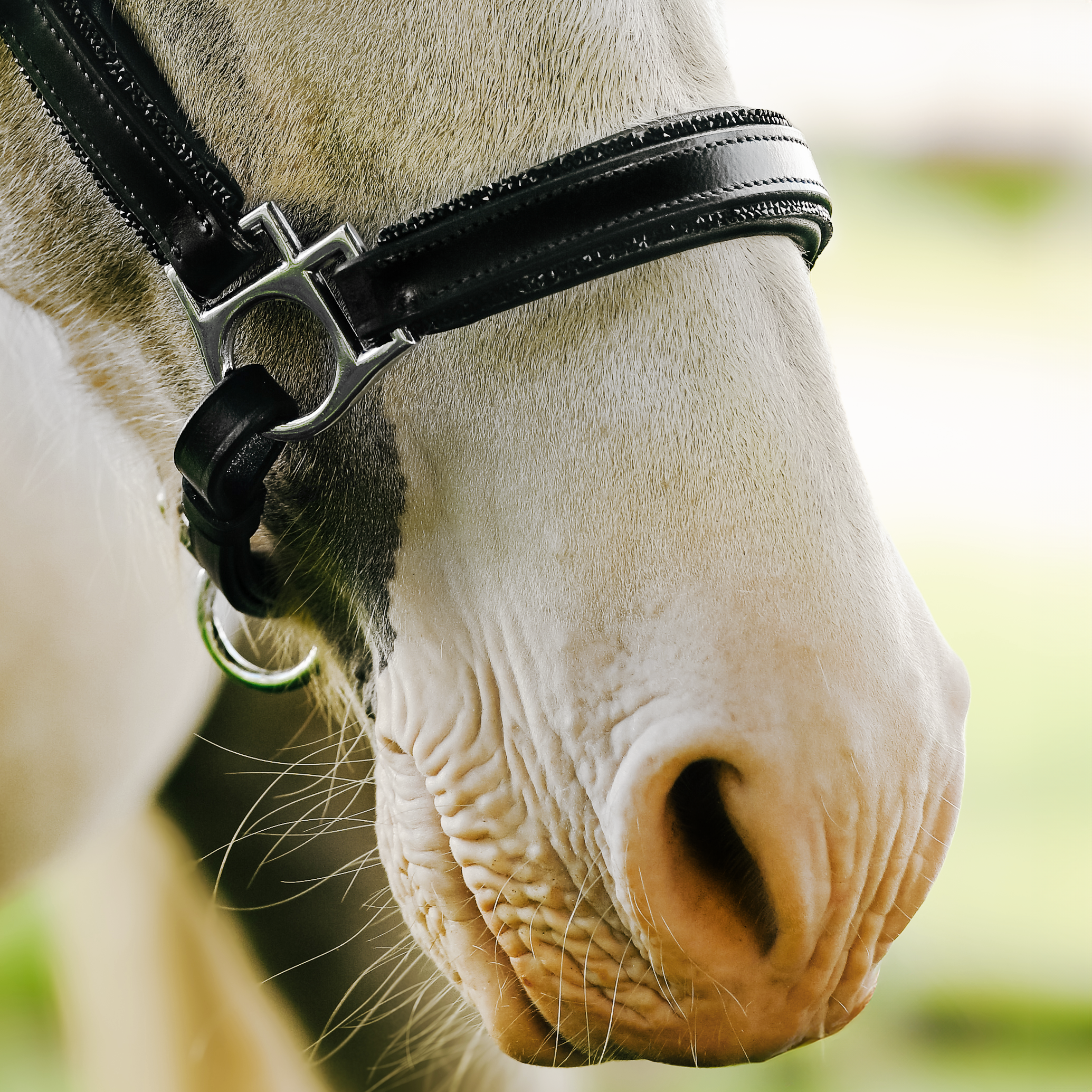 Lumi Pony Vegas Glitter Leather Halter