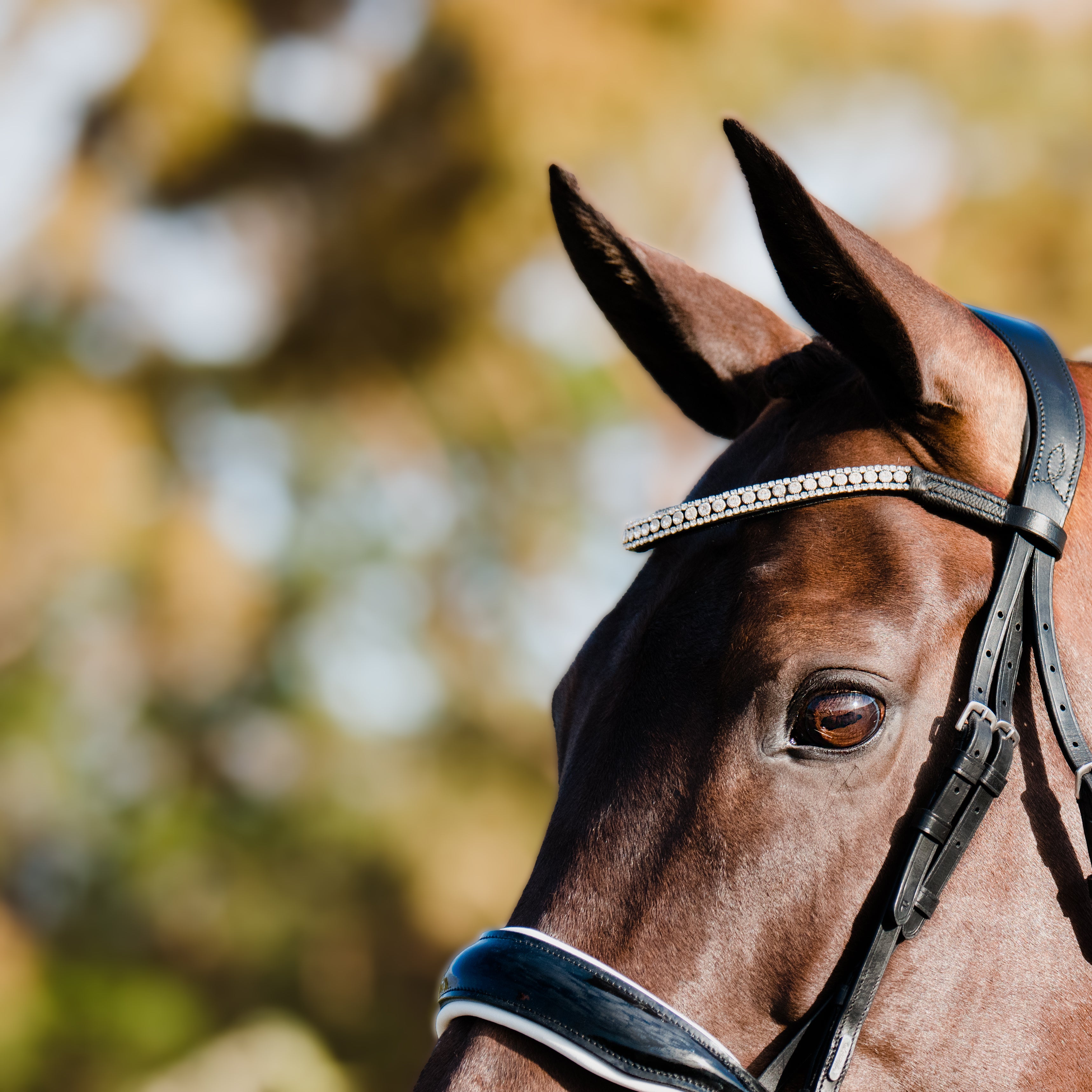 Lumiere Adeline Cavesson Leather Bridle - Equine Horse Wear 