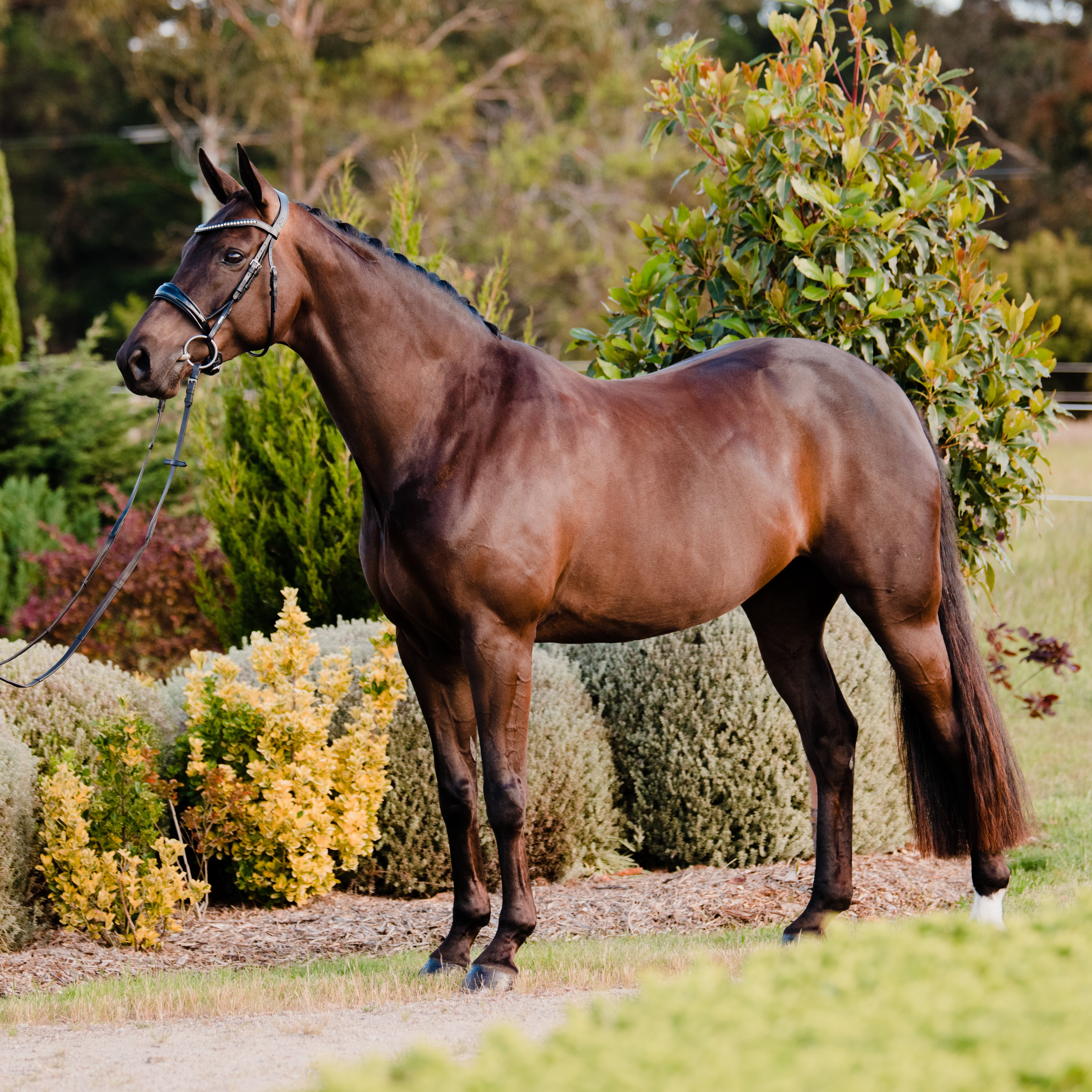 Lumiere Aurelie Rolled Leather Cavesson Bridle - Equine Horse Wear 