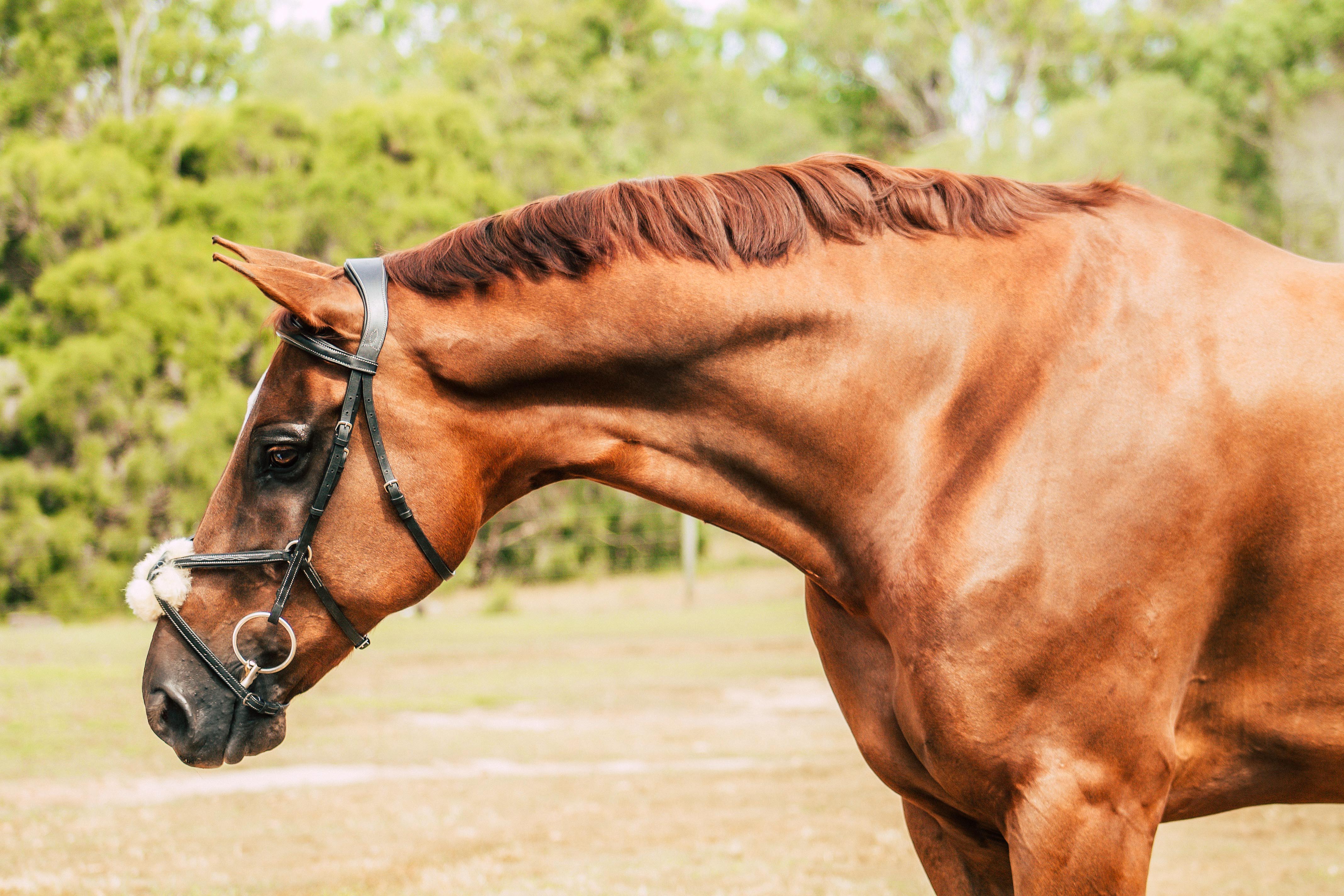 Lumiere Ava Grackle Bridle - Equine Horse Wear 