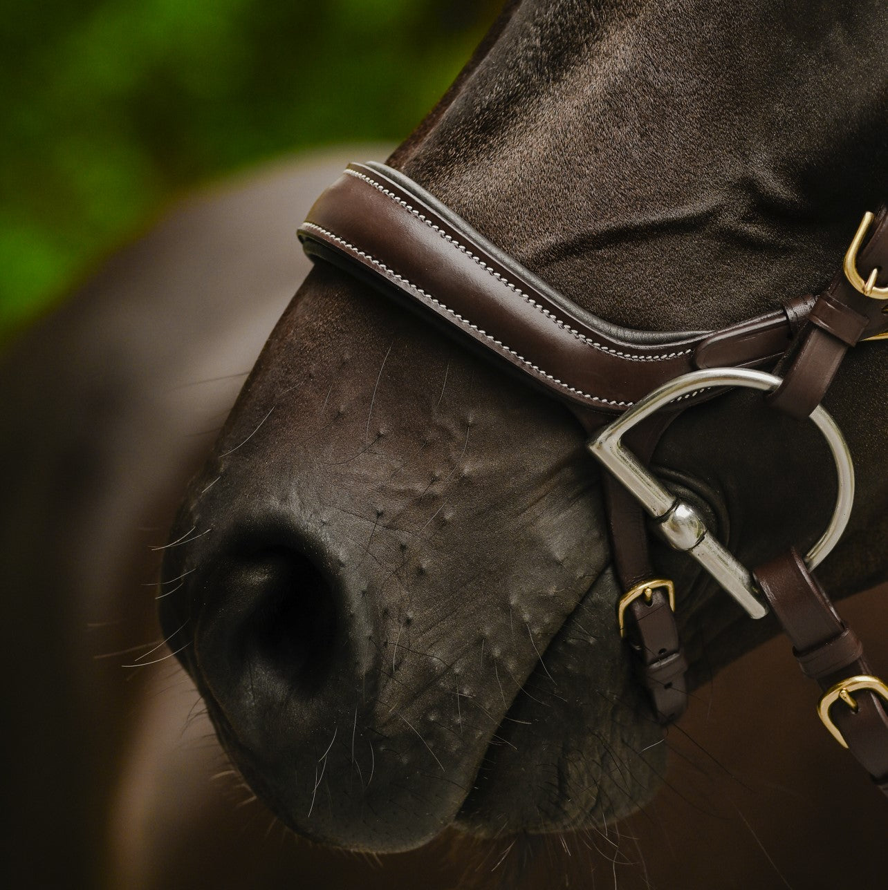 Lumiere Dallas Bridle - Equine Horse Wear 