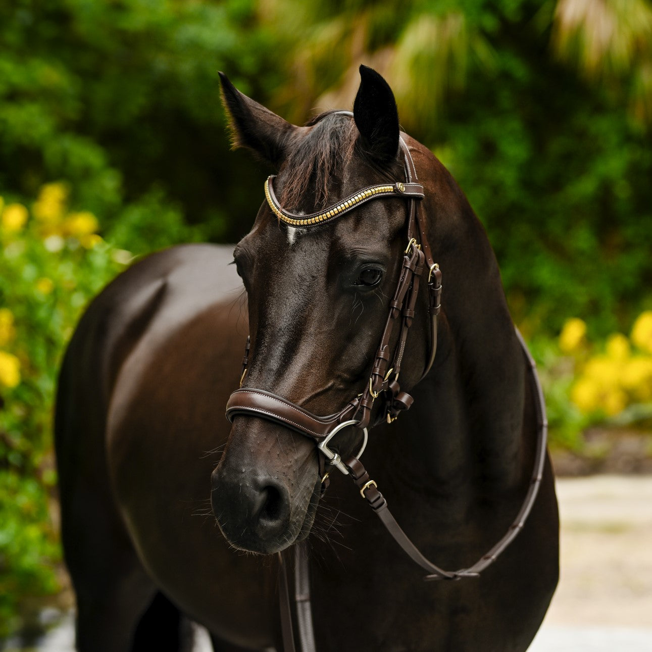 Lumiere Dallas Bridle - Equine Horse Wear 