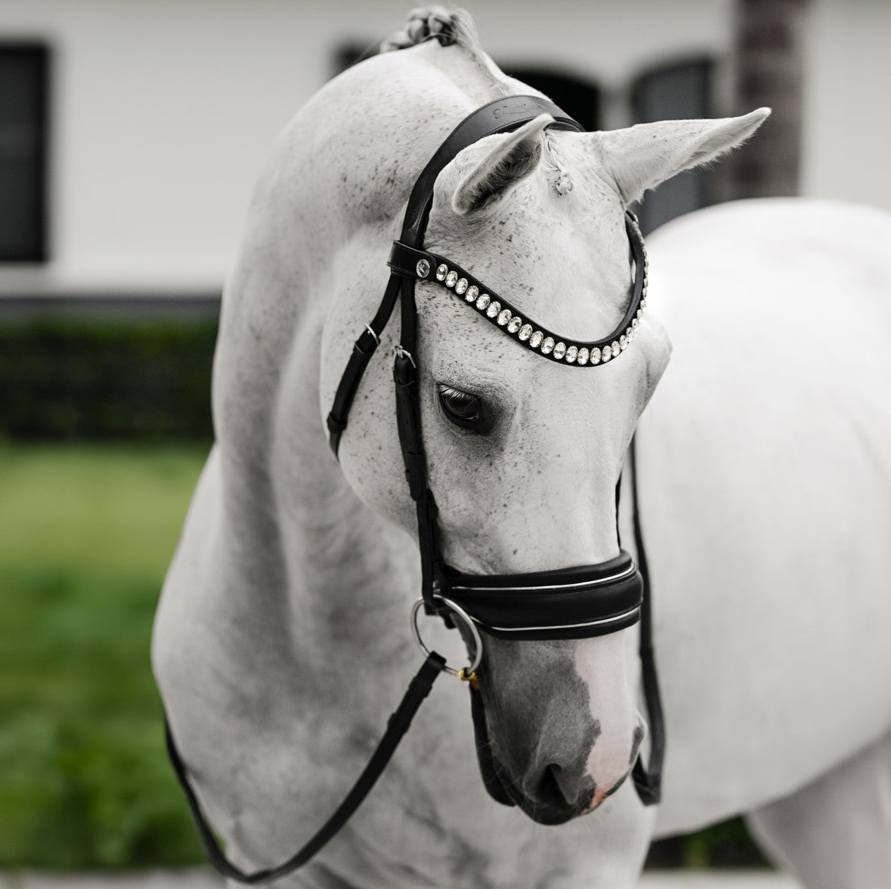Lumiere Diva Cavesson Bridle - Equine Horse Wear 