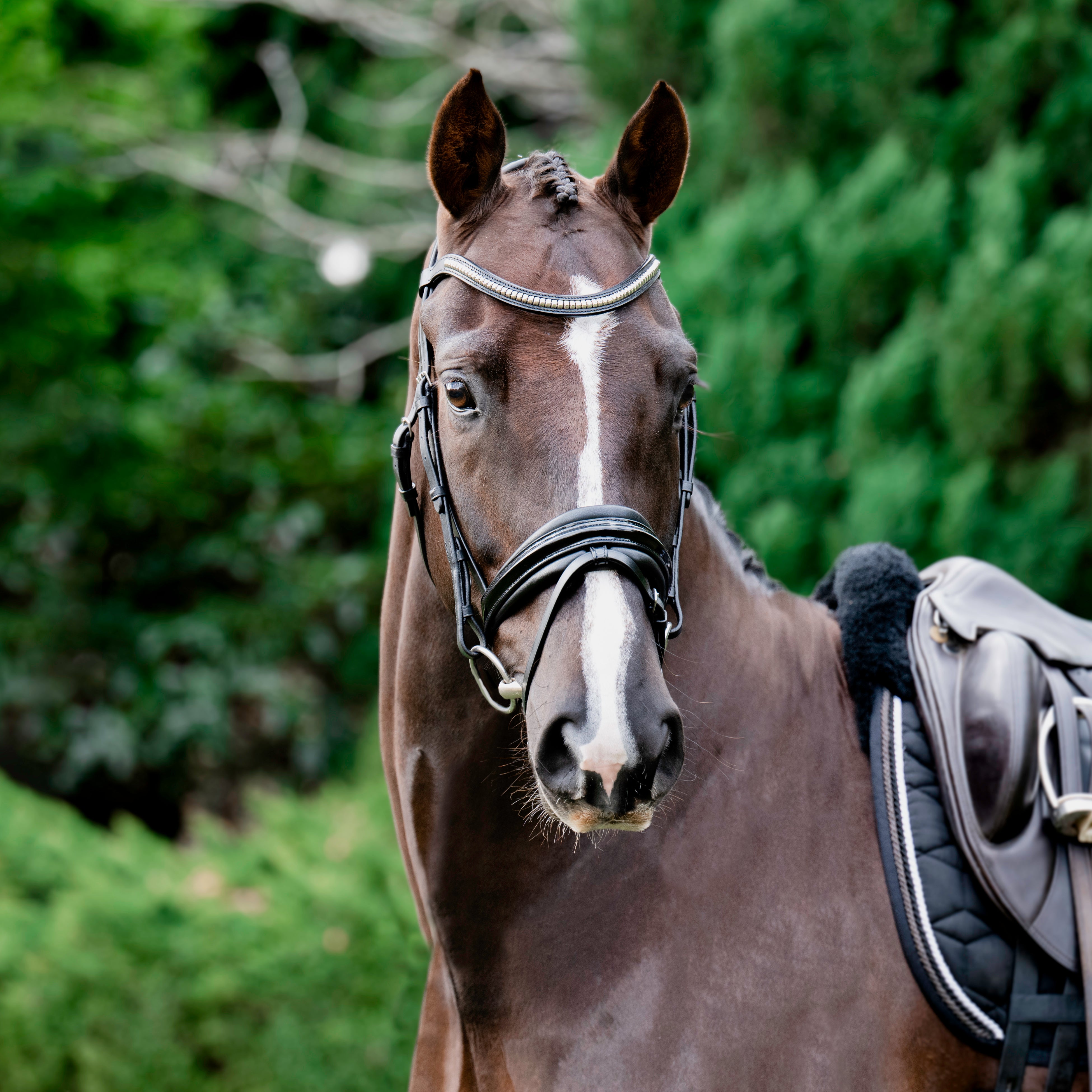Lumiere Melodie Patent Bridle - Equine Horse Wear 